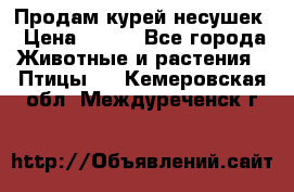 Продам курей несушек › Цена ­ 350 - Все города Животные и растения » Птицы   . Кемеровская обл.,Междуреченск г.